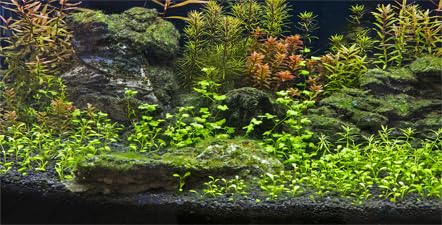 Dtekoj 48X24IN Sea Floor Stone Aquatic Plant Aquarium Background, Green Natural Landscape Black Rock Fish Tank Decorations Background, Nature Art Terrarium Background with 10 EVA Double-Sided Tape -